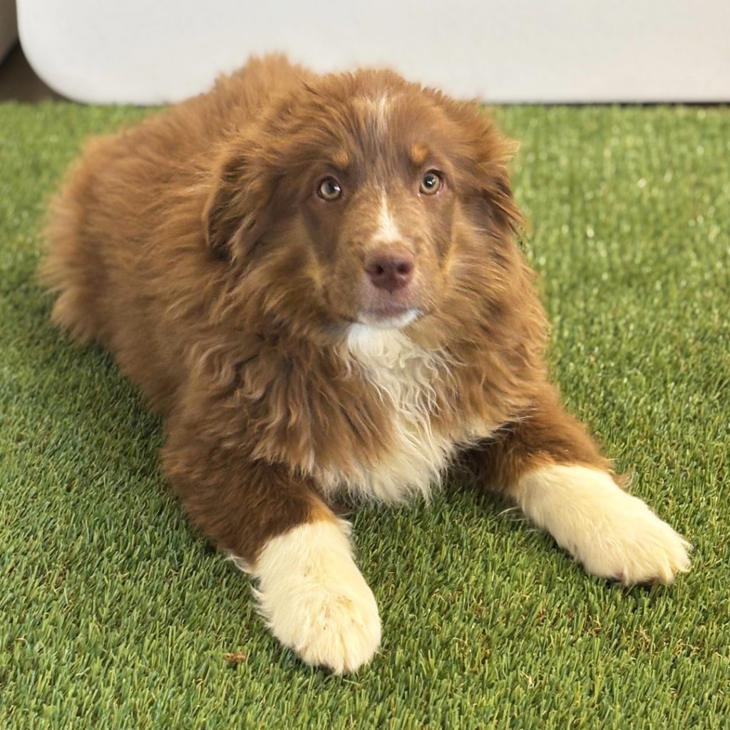 Australian Shepherd Puppies for Sale | PuppySpot