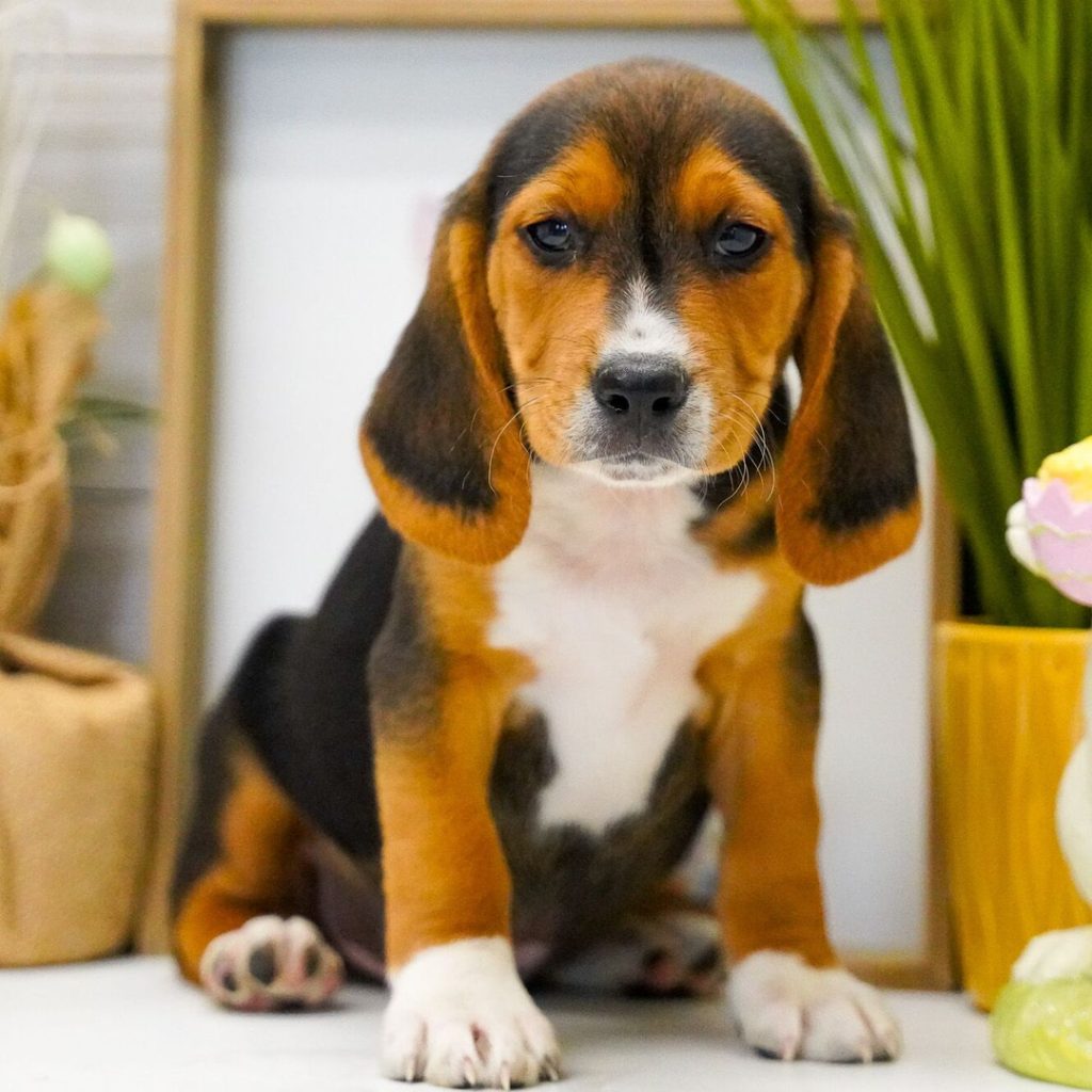 Beagle Puppies for Sale | PuppySpot