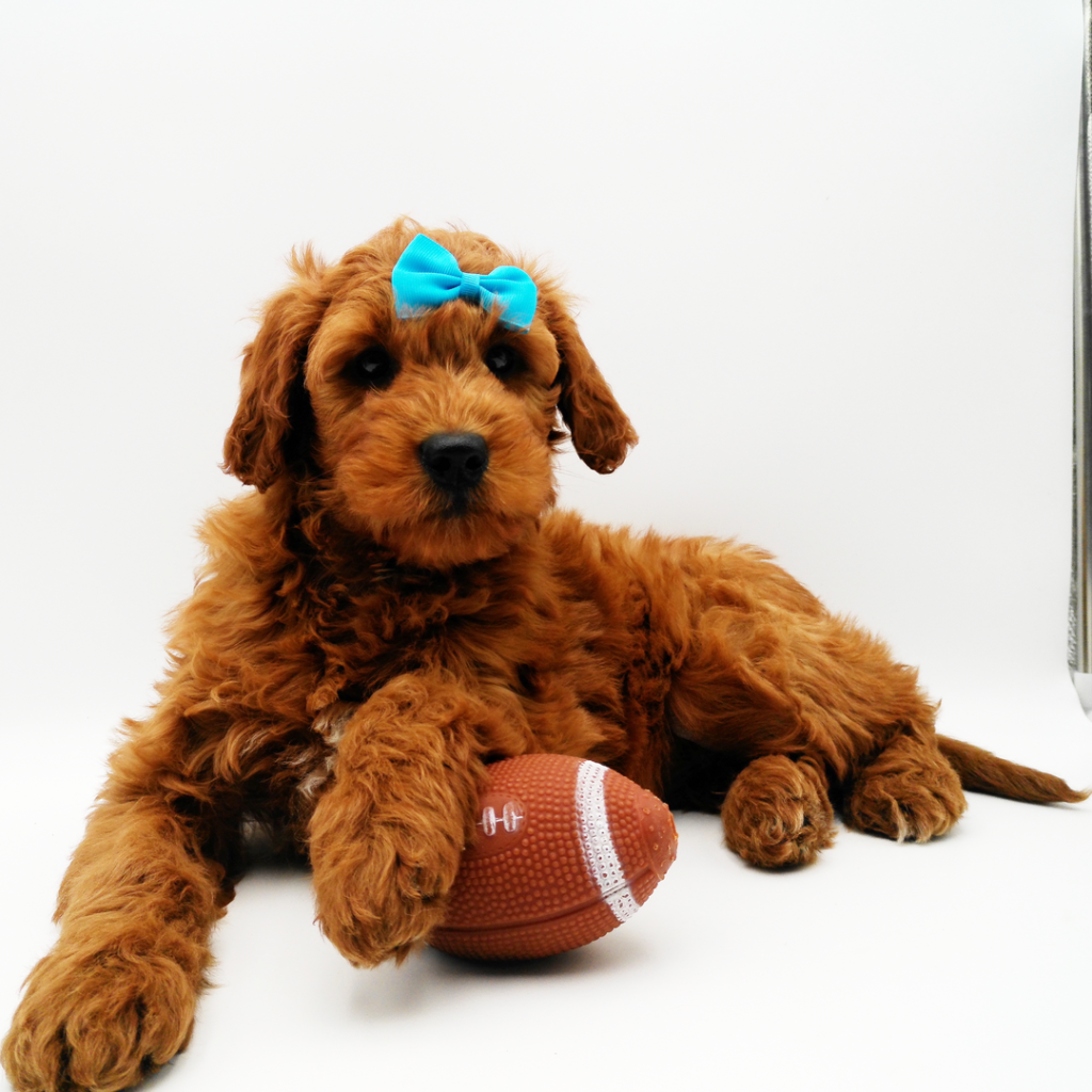 Goldendoodle Puppies for Sale | Find Your Perfect Pup
